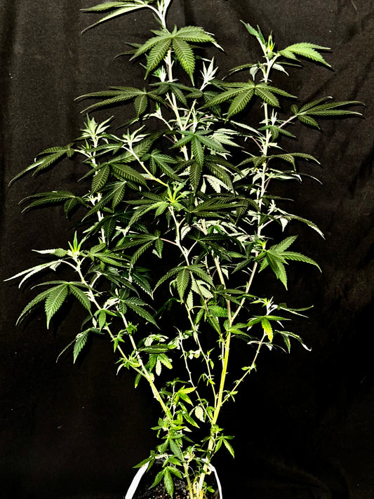 Chocolate Haze Xmas
