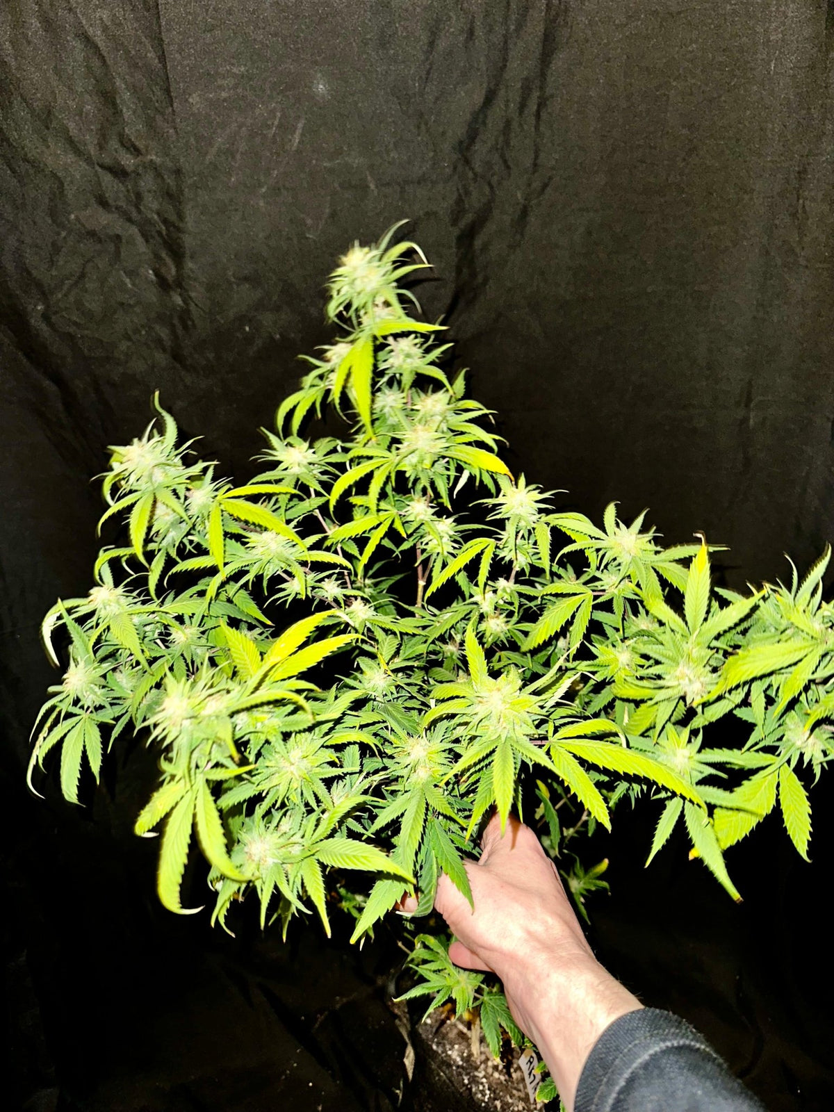Pressure Skunk (RKS x CripXmas A2 fem) $15 each feminized seed during review month - DMOSG