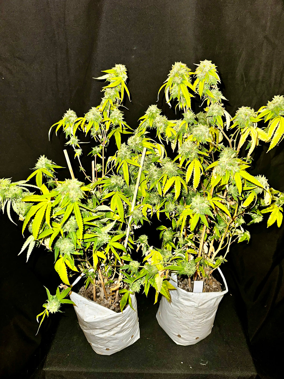 Corn x Chocolate Haze Xmas F1 Regular Sex Seed
