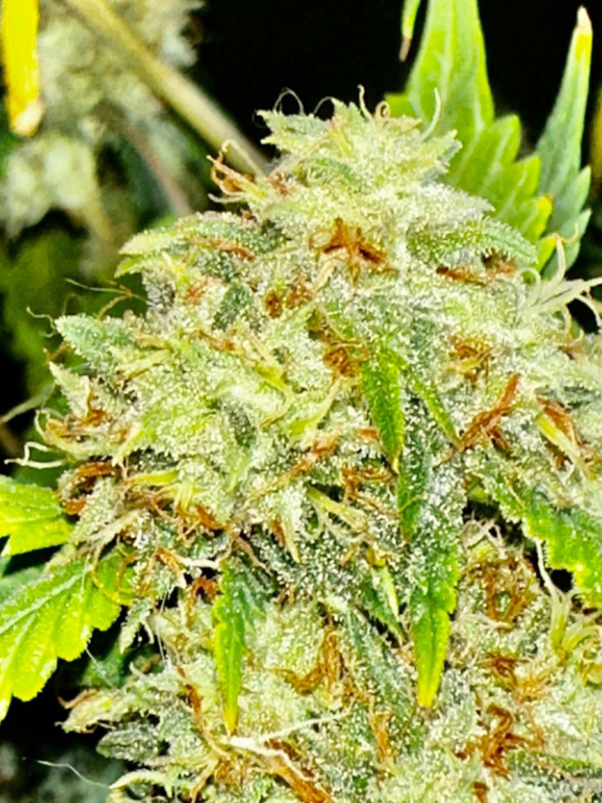 Island Crippy [808 genetics 'Corn' x Maui Wowie bag seed 17' ] $12 each (limited quantity available) during review month - DMOSG