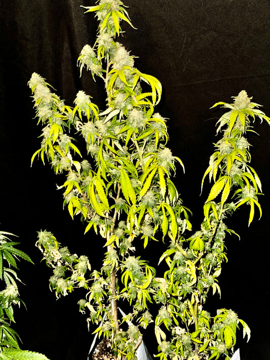 CripXmas A x Chocolate Haze Xmas F4