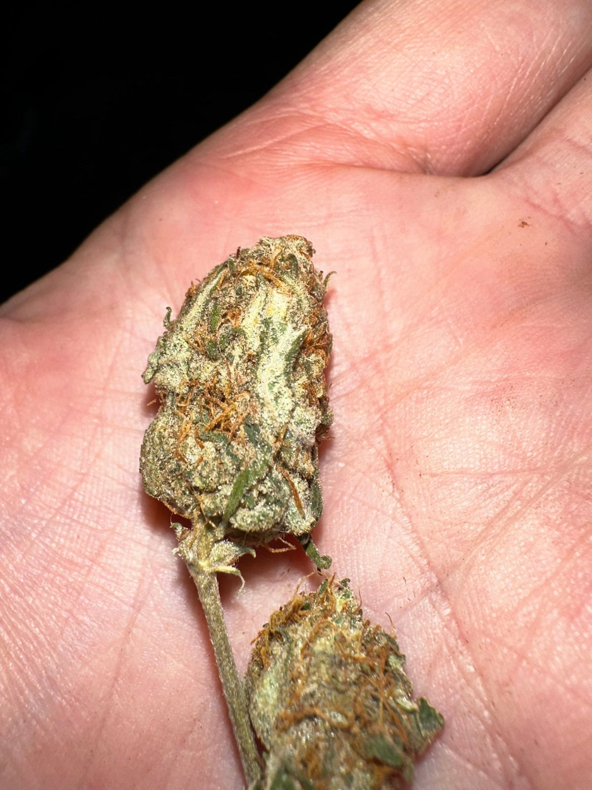Tampa Crippy B bx2 (Pine Bomb)$16 each. During review month NO DISCOUNT applies. - DMOSG