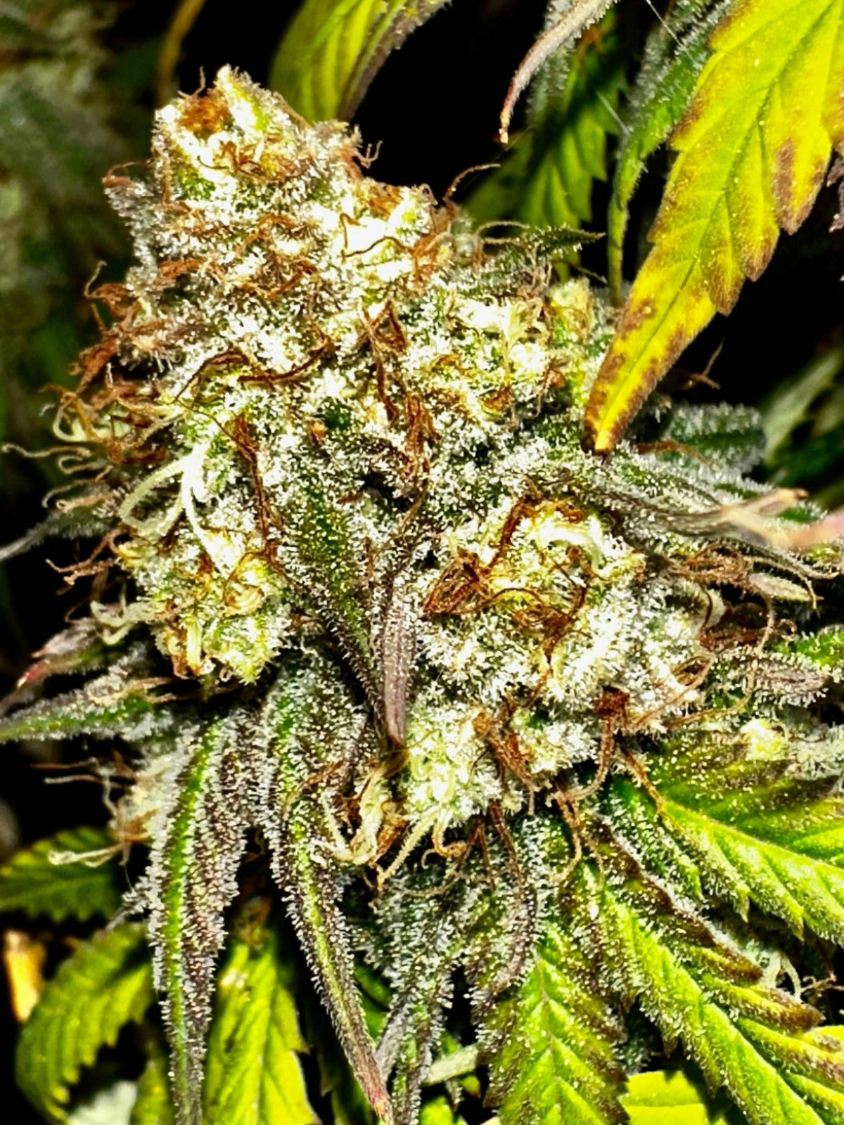 FREE BONUS SEED with every order - DMOSG