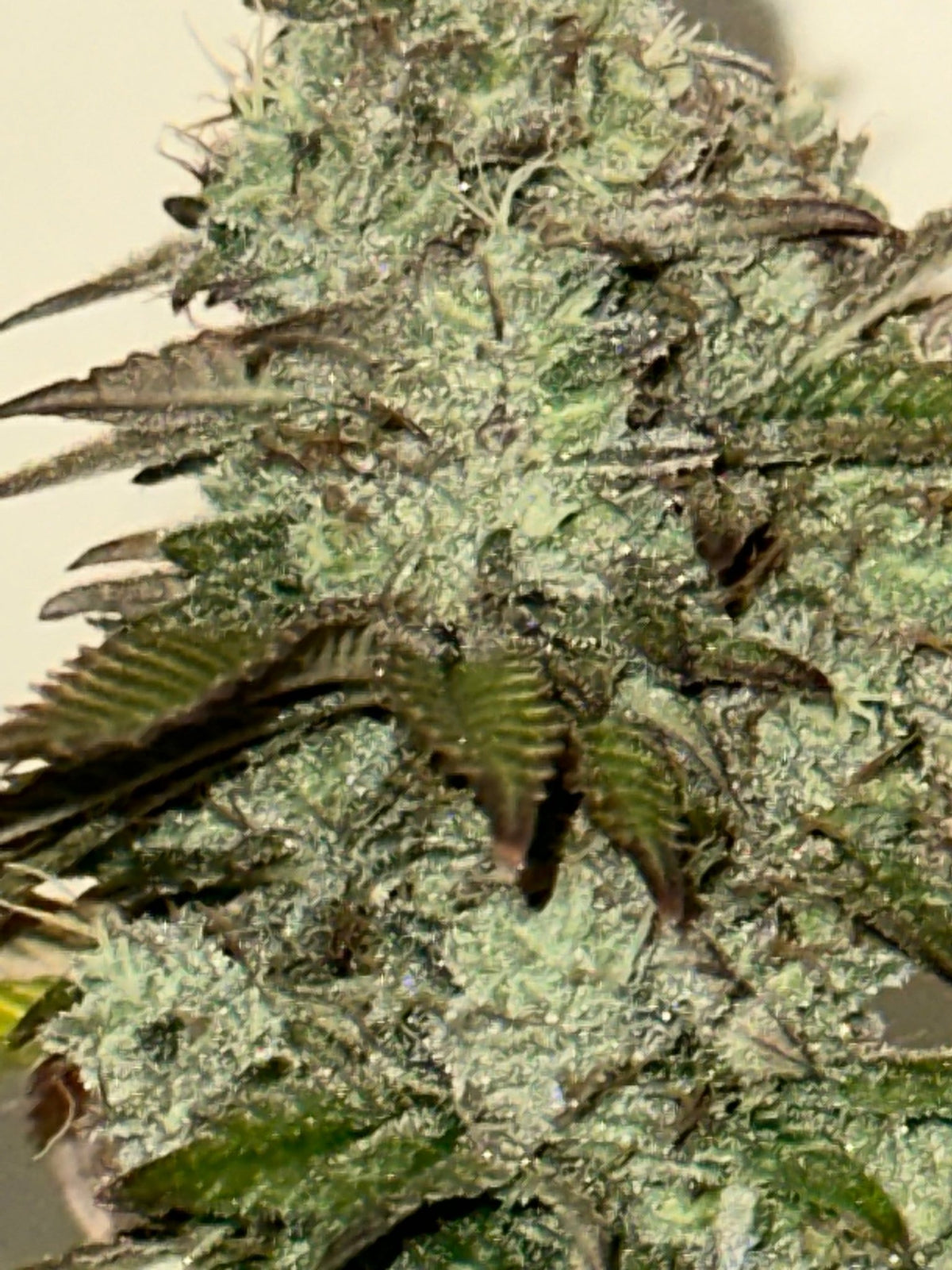 Tampa Crippy B bx2 (Pine Bomb)$16 each. During review month NO DISCOUNT applies. - DMOSG
