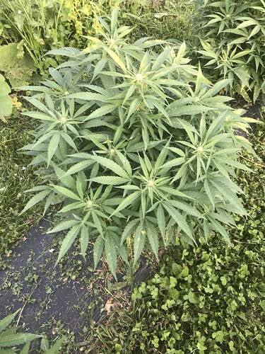 CripXmas A2 F4 S1 (Tampa Crippy x Xmas Bud 79' x PTK x NL#2) $15 each during review month - DMOSG