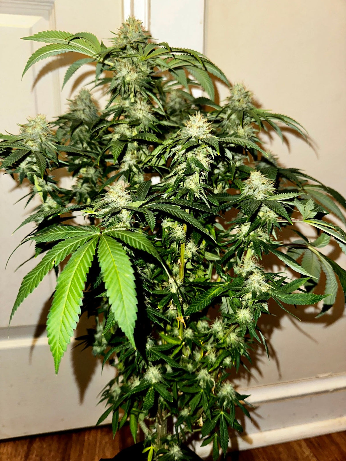 Super NL #2 (B3 CripXmas x NL#2 BX (Authentic Genetics) $9 each - DMOSG