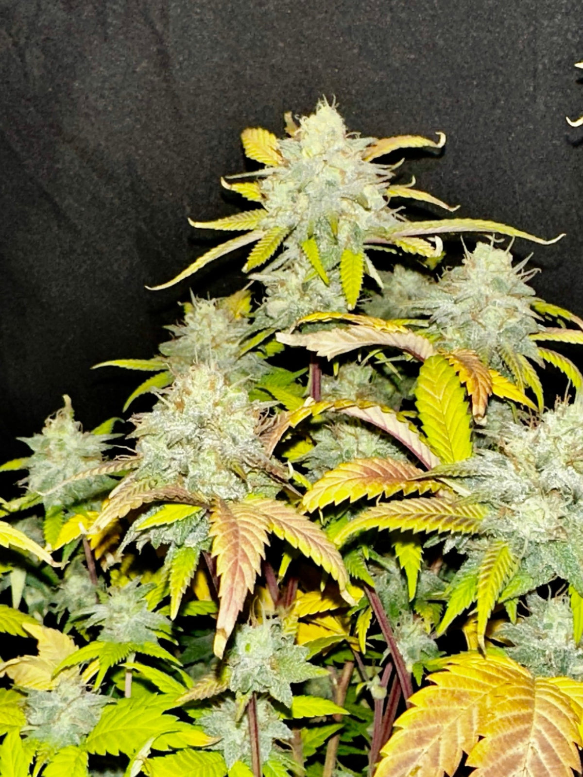 Tampa Crippy B bx2 (Pine Bomb)$16 each. During review month NO DISCOUNT applies. - DMOSG