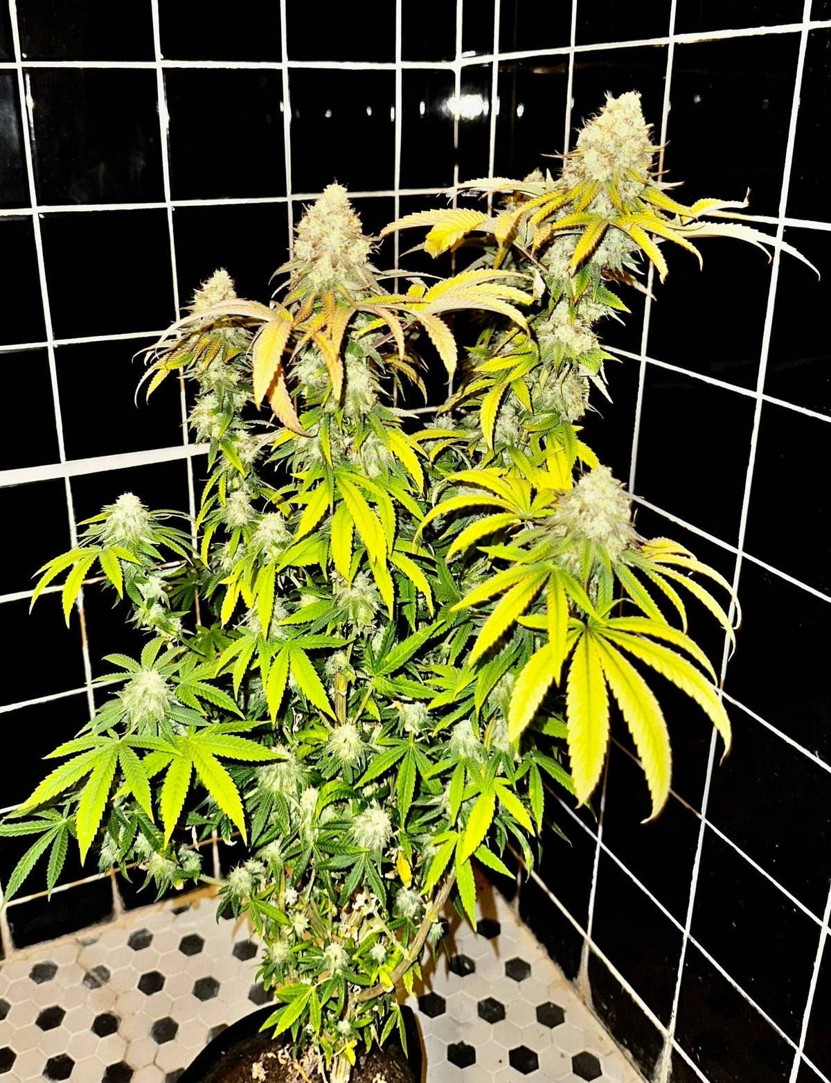 CripXmas B F4 1 reg seed(very limited availability until more are done) $20 each reg seed during review month. - DMOSG
