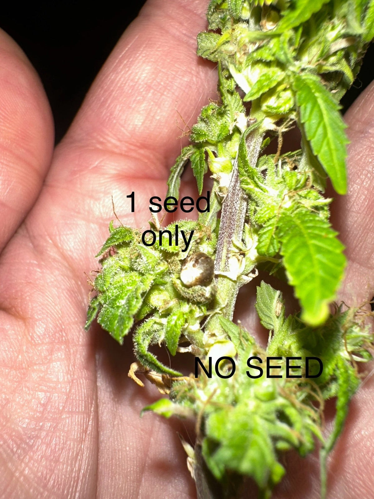 CripXmas B F4 1 reg seed(very limited availability until more are done) $20 each reg seed during review month. - DMOSG