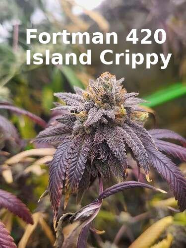 Corn x Chocolate Haze Xmas F1 regular sex seed