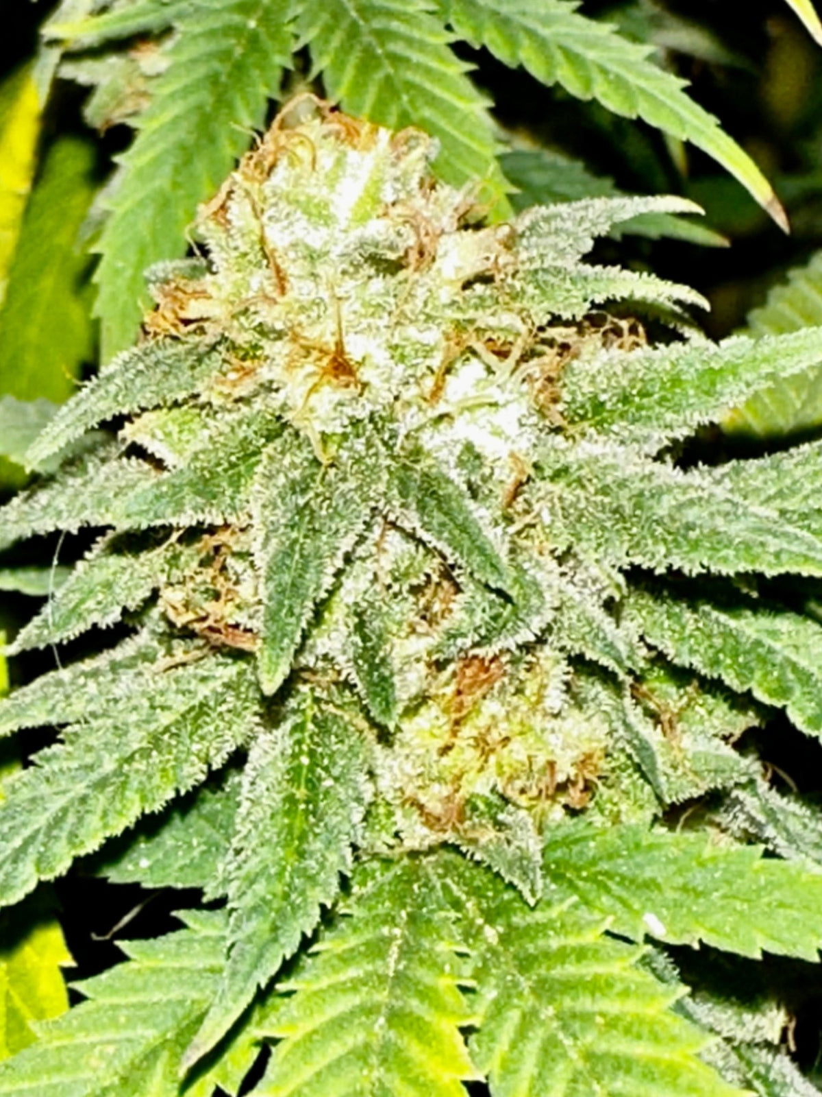 CripXmas A2 F4 S1 (Tampa Crippy x Xmas Bud 79' x PTK x NL#2) $15 each during review month - DMOSG