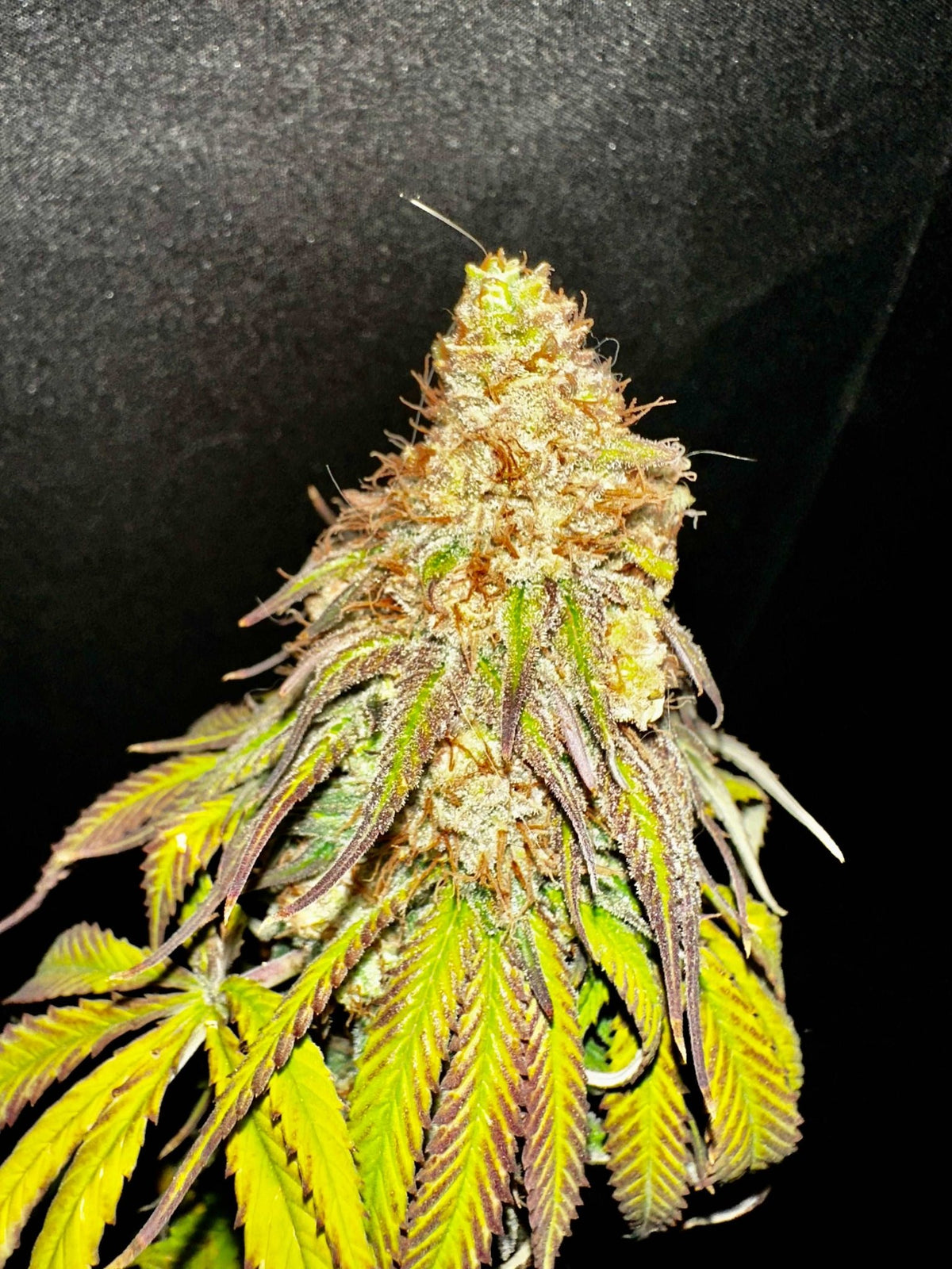 FREE BONUS SEED with every order - DMOSG