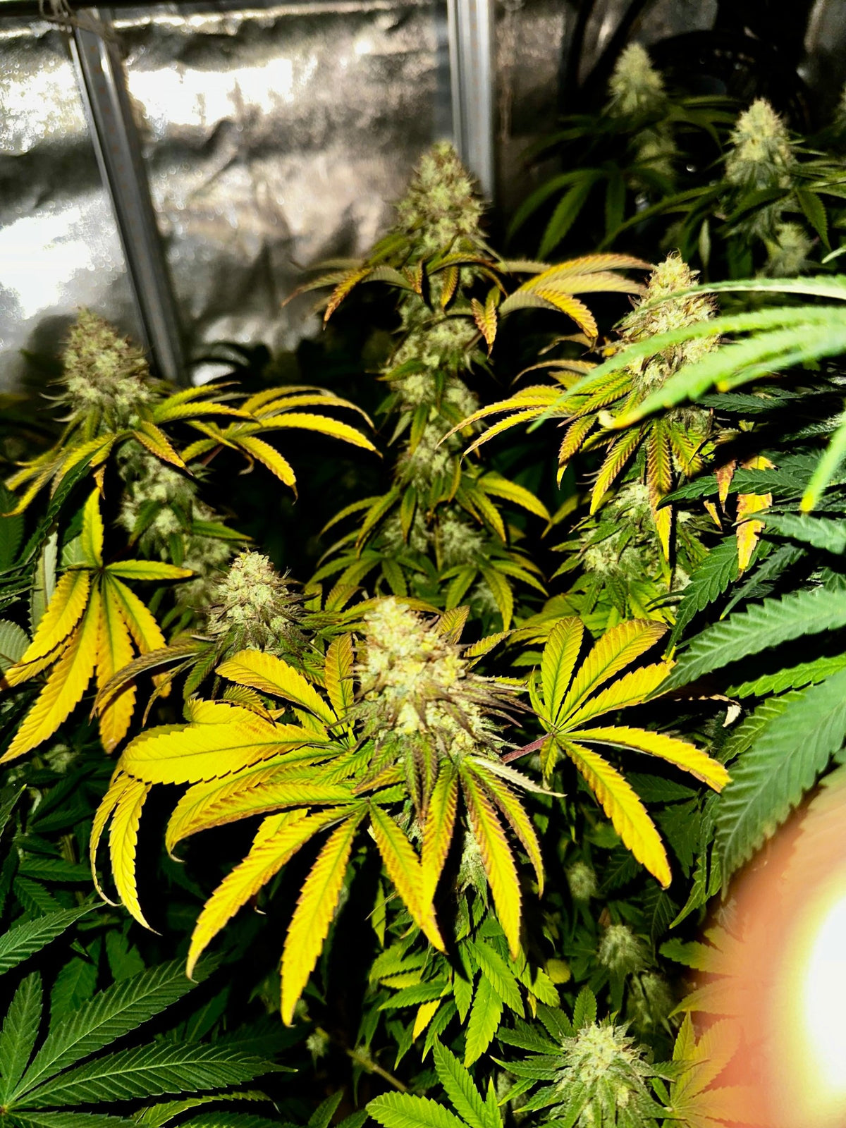 Super NL #2 (B3 CripXmas x NL#2 BX (Authentic Genetics) $9 each - DMOSG