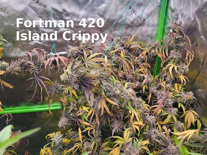 Corn x Chocolate Haze Xmas F1 regular sex seed