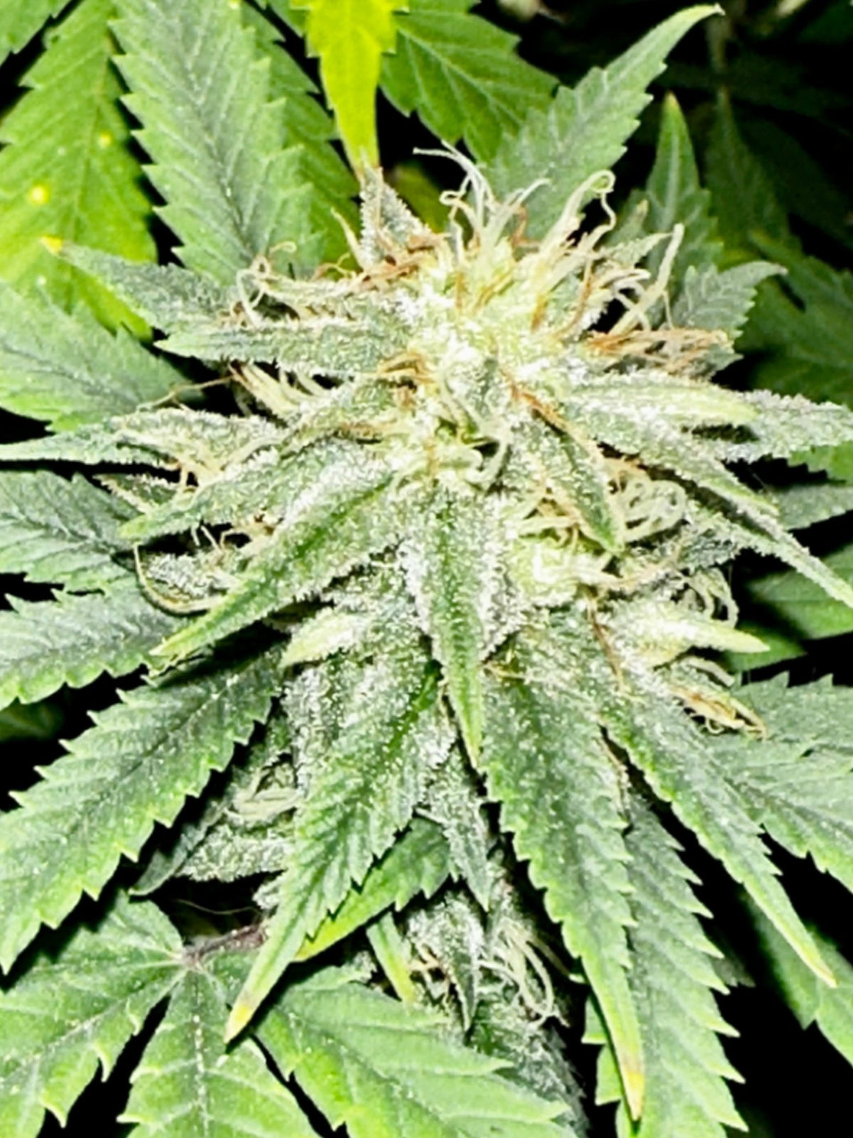 CripXmas A2 F4 S1 (Tampa Crippy x Xmas Bud 79' x PTK x NL#2) $15 each during review month - DMOSG