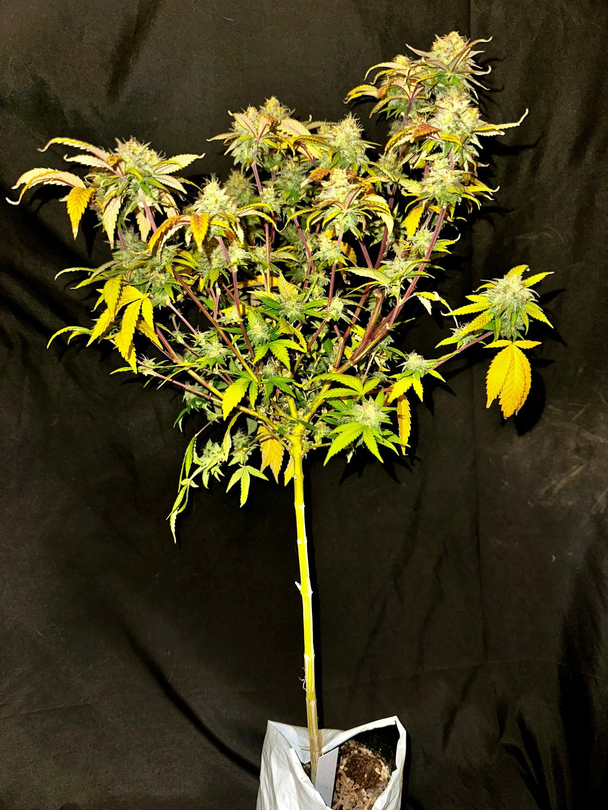 Tampa Crippy B bx2 (Pine Bomb)$16 each. During review month NO DISCOUNT applies. - DMOSG