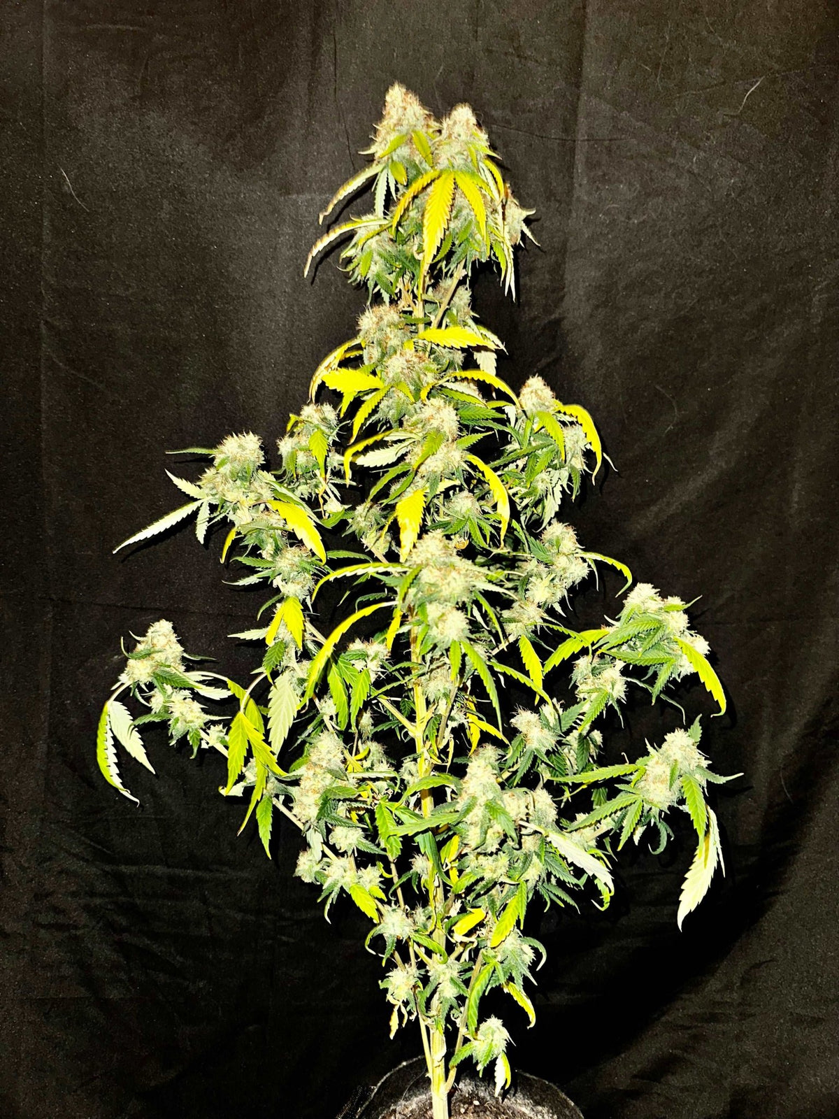 Island Crippy [808 genetics 'Corn' x Maui Wowie bag seed 17' ] $12 each (limited quantity available) during review month - DMOSG