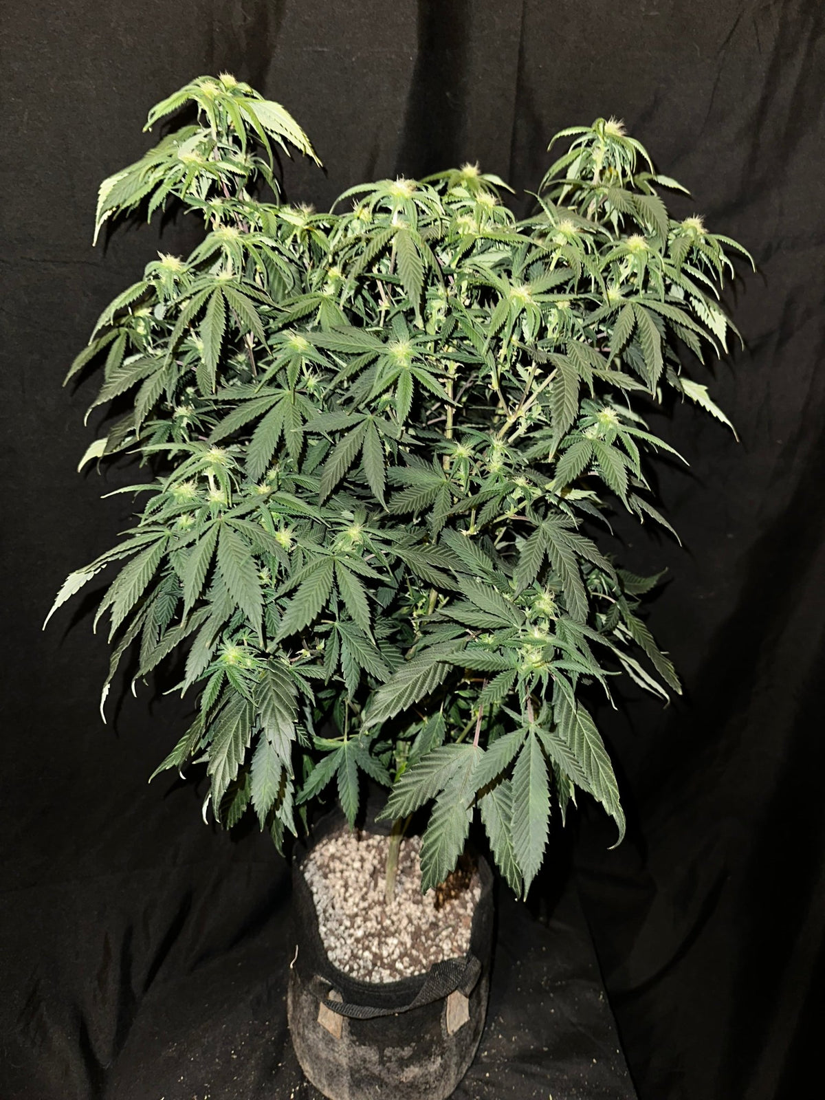 Pressure Skunk (RKS x CripXmas A2 fem) $15 each feminized seed during review month - DMOSG
