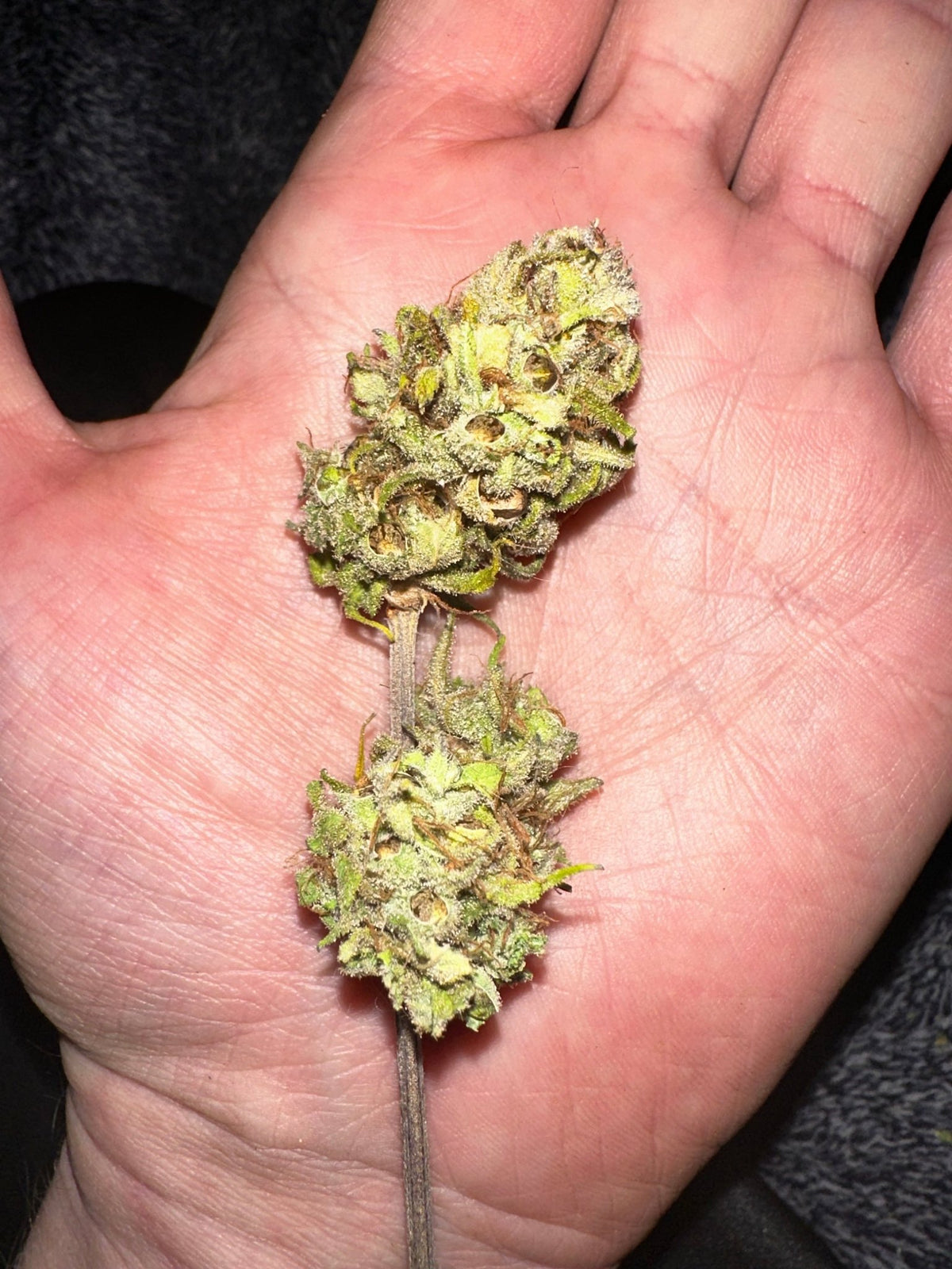Pressure Skunk (RKS x CripXmas A2 fem) $15 each feminized seed during review month - DMOSG