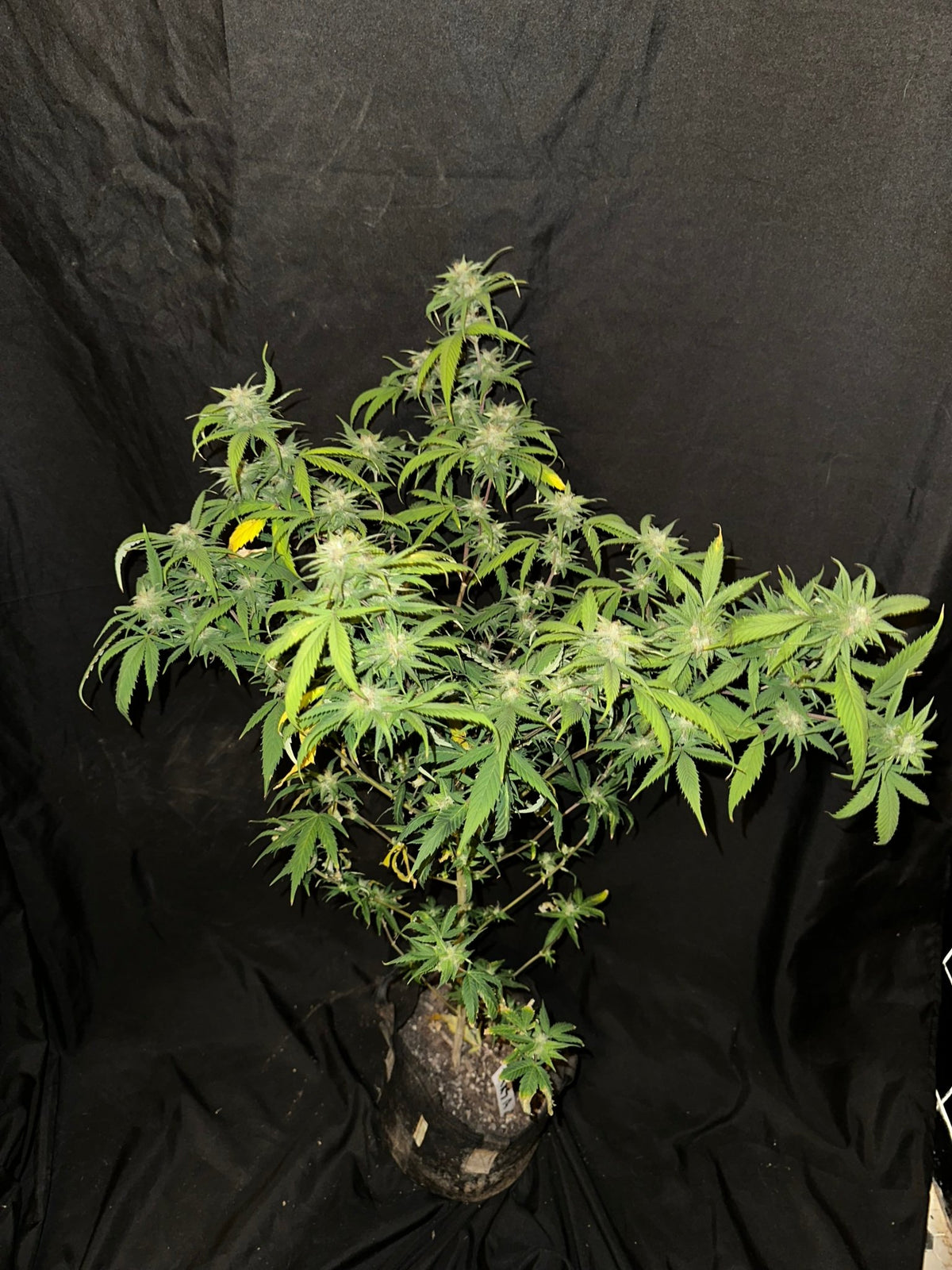 Pressure Skunk (RKS x CripXmas A2 fem) $15 each feminized seed during review month - DMOSG