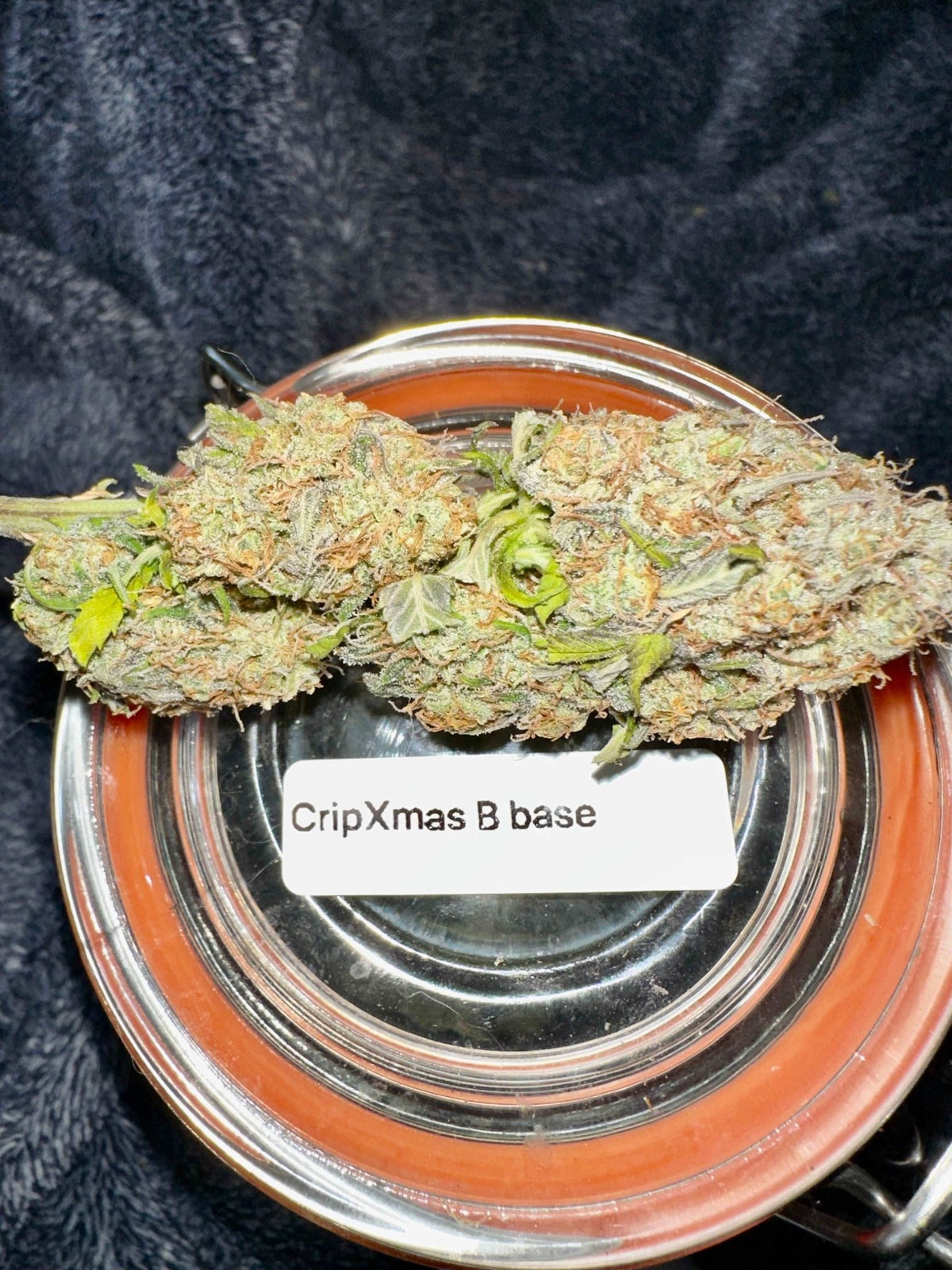 CripXmas B F4 1 reg seed(very limited availability until more are done) $20 each reg seed during review month. - DMOSG