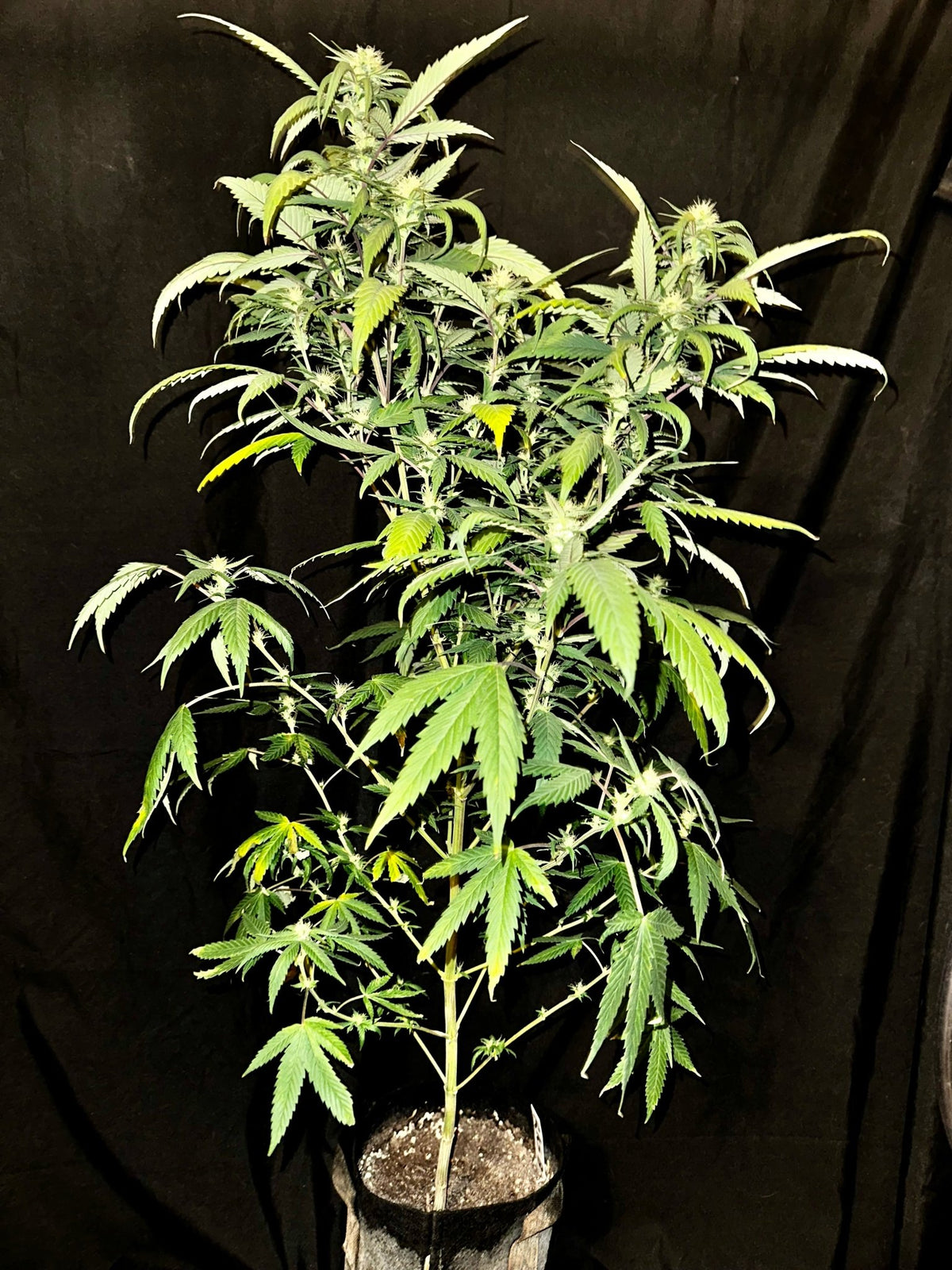Pressure Skunk (RKS x CripXmas A2 fem) $15 each feminized seed during review month - DMOSG