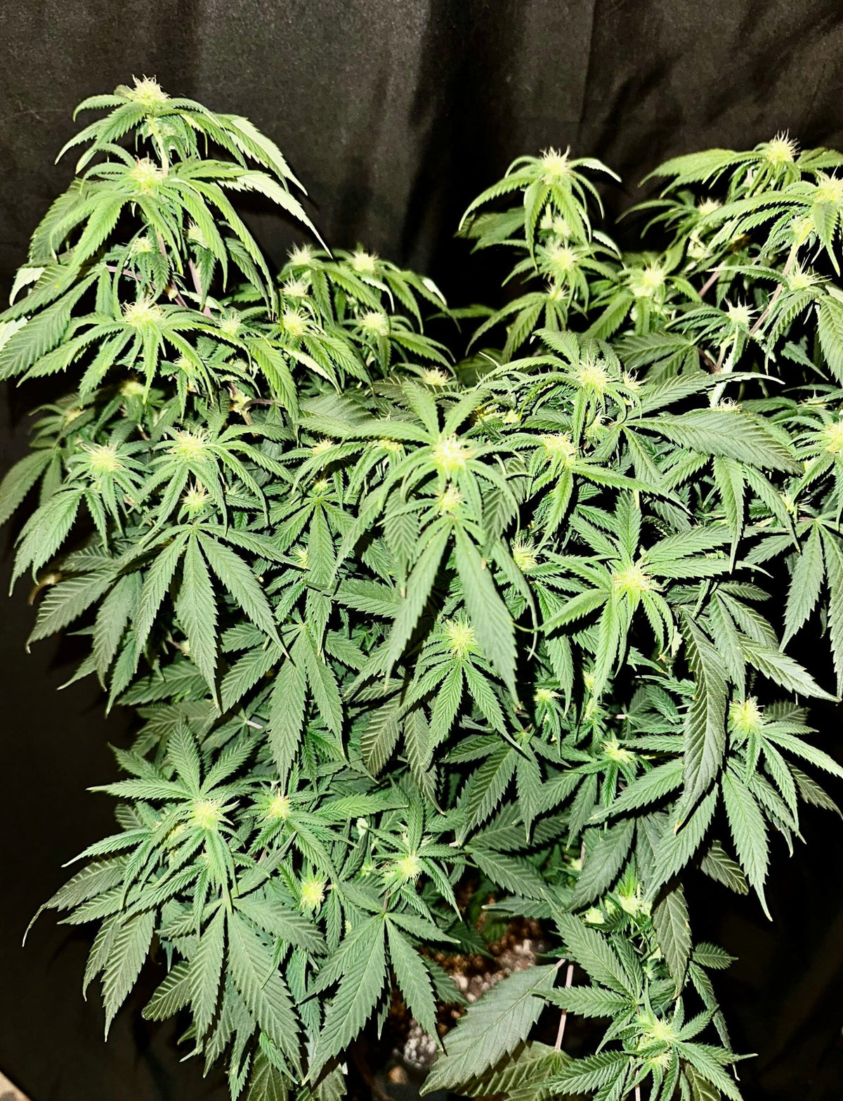 Pressure Skunk (RKS x CripXmas A2 fem) $15 each feminized seed during review month - DMOSG