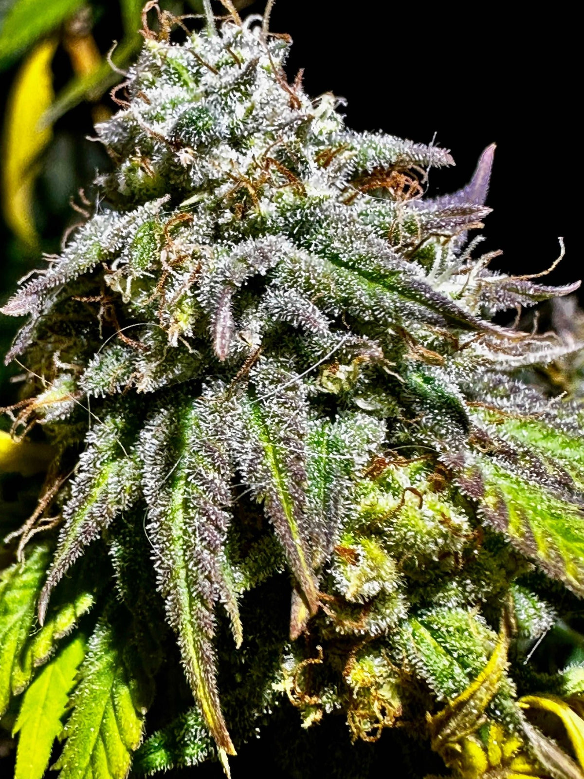 CripXmas B F4 1 reg seed(very limited availability until more are done) $20 each reg seed during review month. - DMOSG