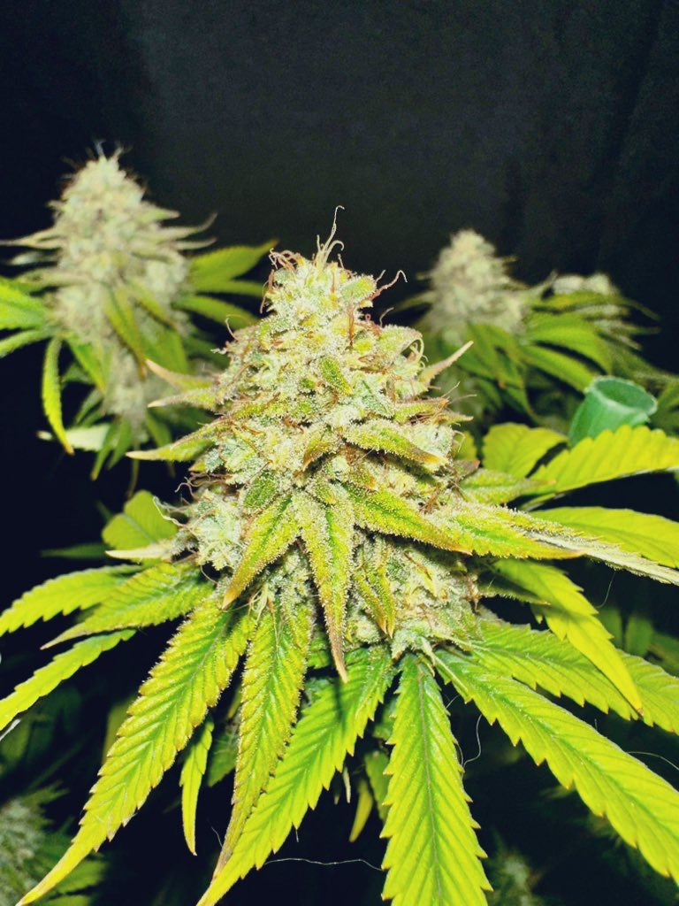 Dankmaster Crippy (CripXmas B4 x IC BX2)