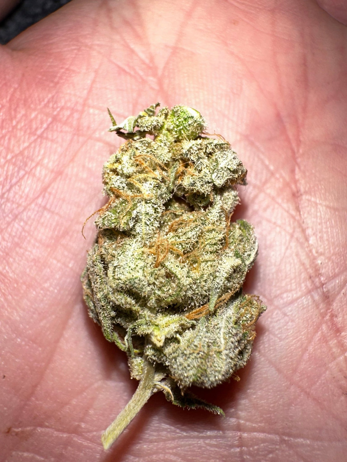 Tampa Crippy B bx2 (Pine Bomb)$16 each. During review month NO DISCOUNT applies. - DMOSG