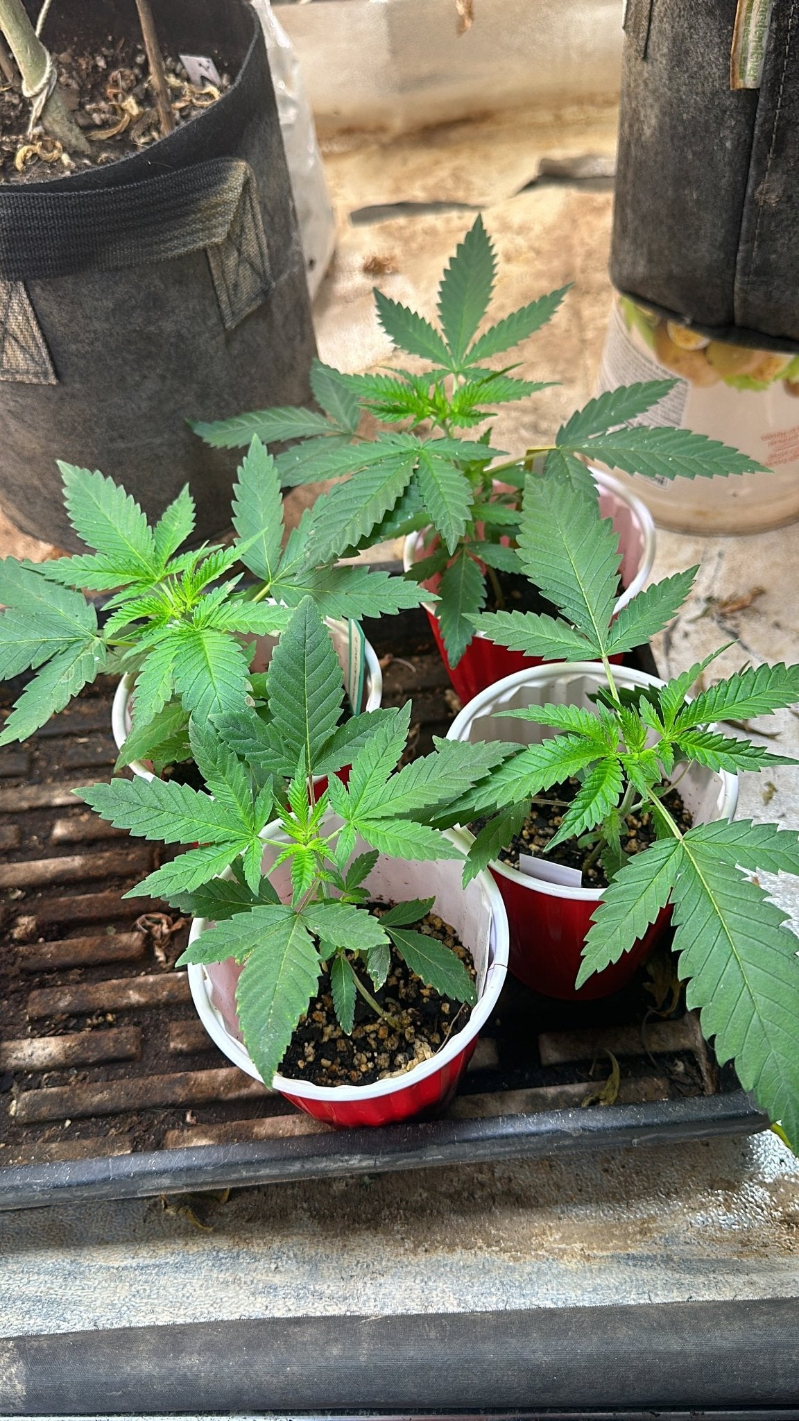 Pressure Skunk (RKS x CripXmas A2 fem) $15 each feminized seed during review month - DMOSG