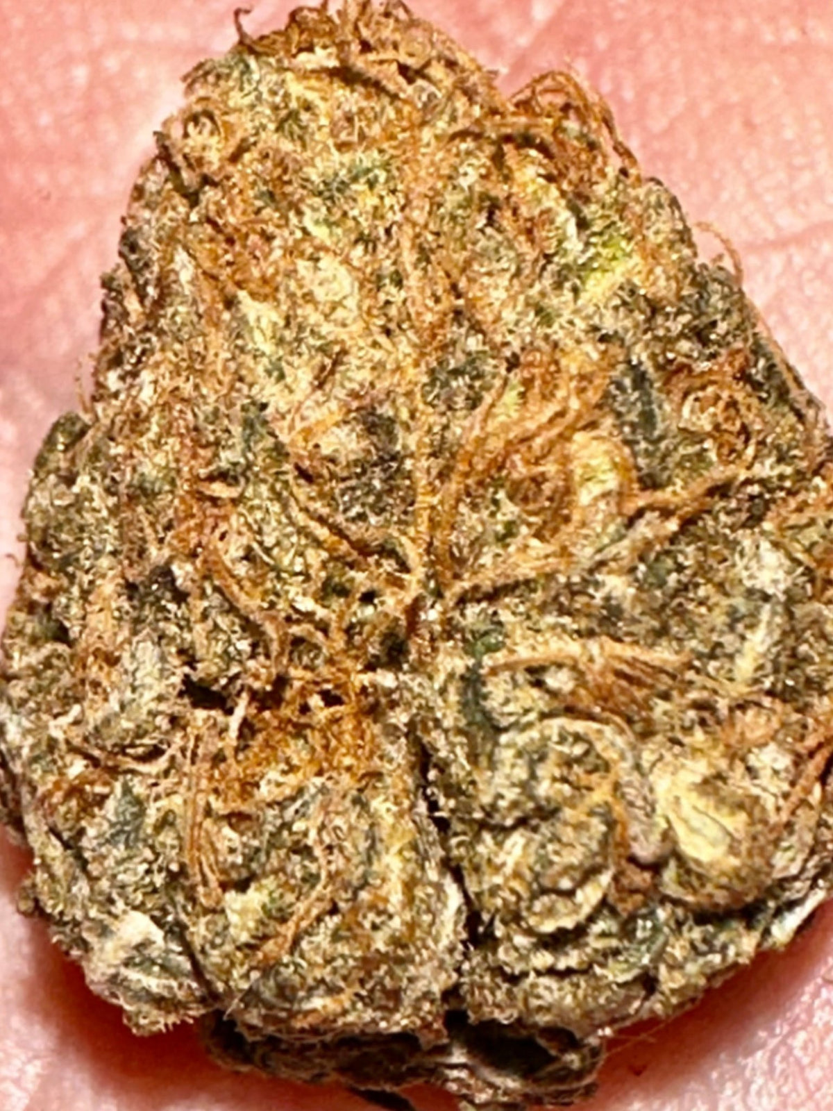CripXmas A2 F4 S1 (Tampa Crippy x Xmas Bud 79' x PTK x NL#2) $15 each during review month - DMOSG