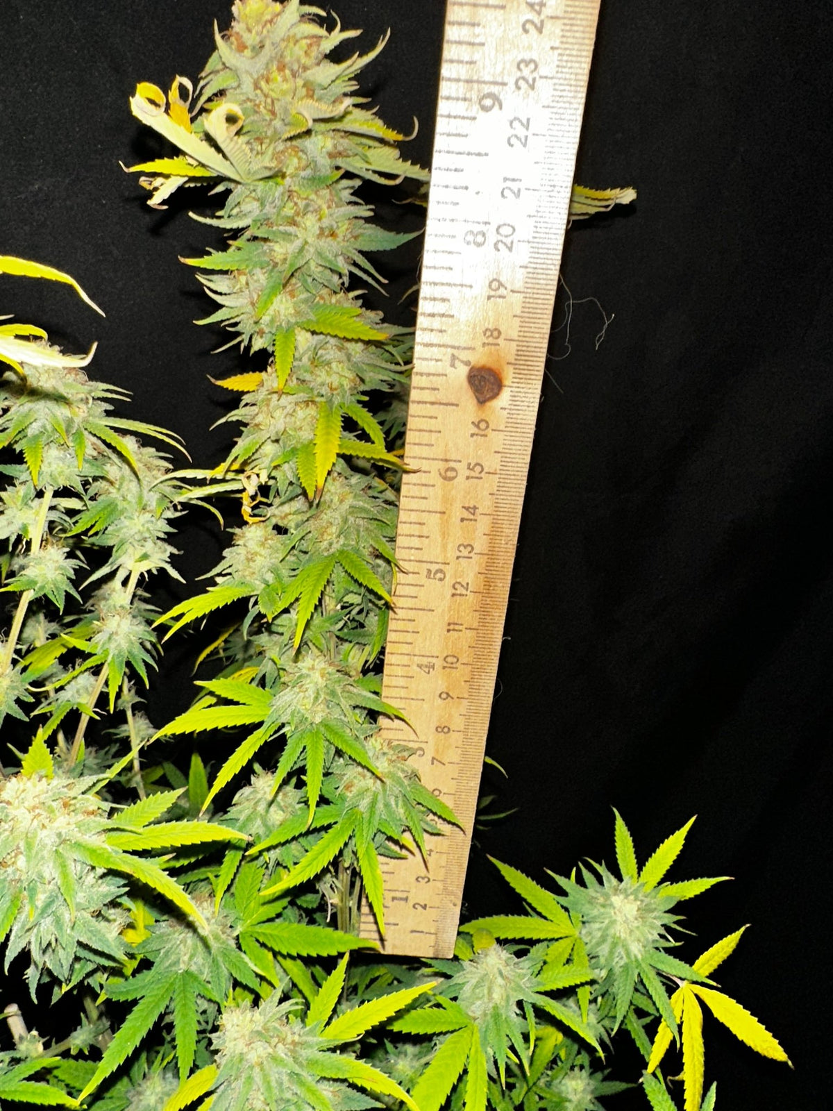 CripXmas A2 F4 S1 (Tampa Crippy x Xmas Bud 79' x PTK x NL#2) $15 each during review month - DMOSG