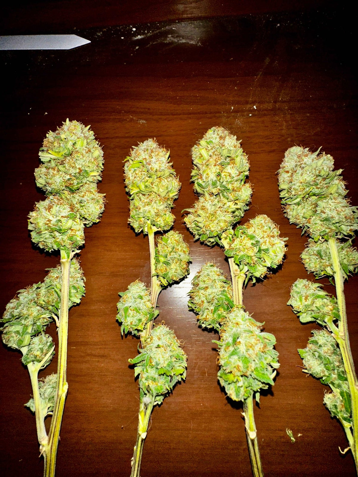 CripXmas B F4 1 reg seed(very limited availability until more are done) $20 each reg seed during review month. - DMOSG