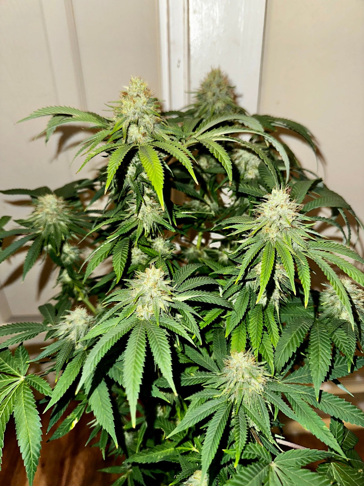 Super NL #2 (B3 CripXmas x NL#2 BX (Authentic Genetics) $9 each - DMOSG