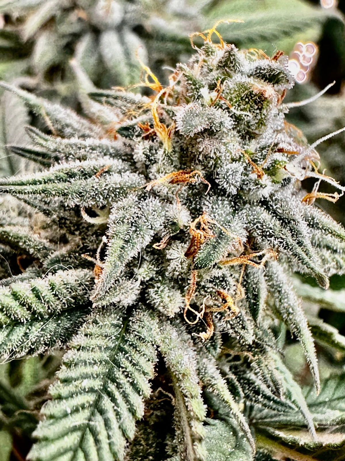 Tampa Crippy B bx2 (Pine Bomb)$16 each. During review month NO DISCOUNT applies. - DMOSG