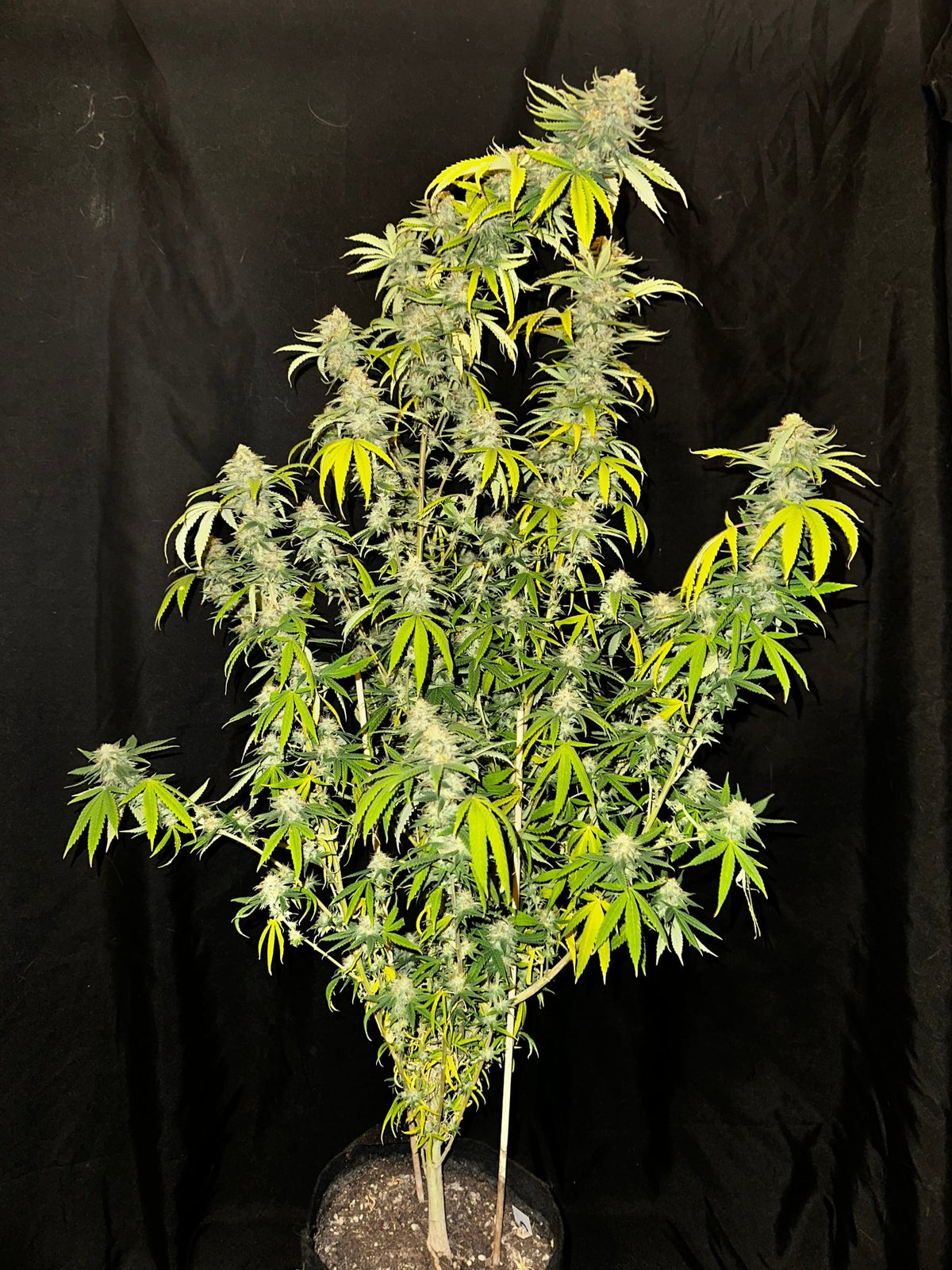 CripXmas A2 F4 S1 (Tampa Crippy x Xmas Bud 79' x PTK x NL#2) $15 each during review month - DMOSG