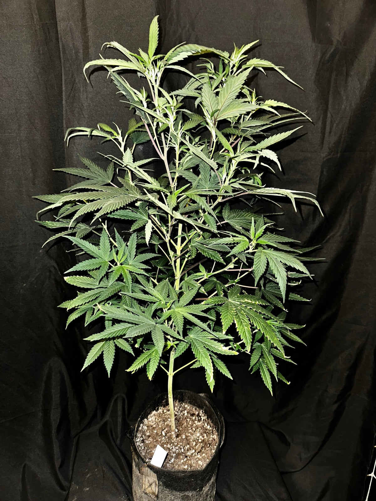 Pressure Skunk (RKS x CripXmas A2 fem) $15 each feminized seed during review month - DMOSG