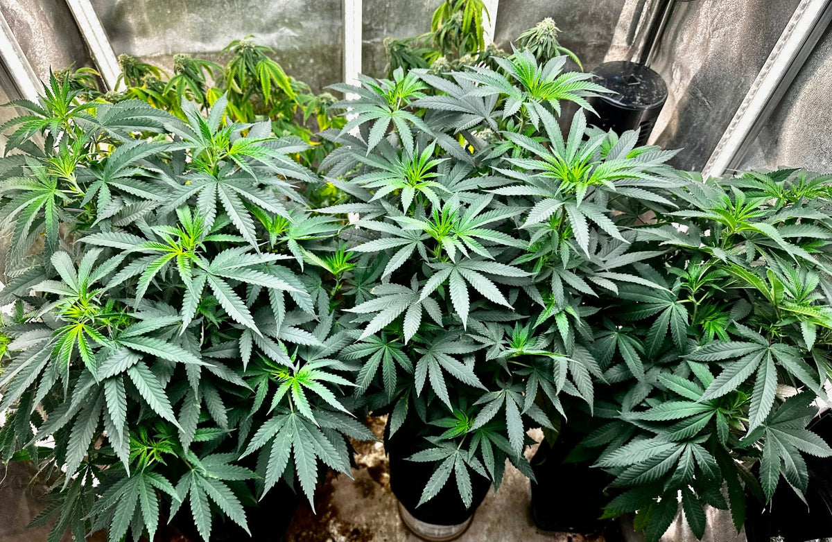CripXmas A2 F4 S1 (Tampa Crippy x Xmas Bud 79' x PTK x NL#2) $15 each during review month - DMOSG