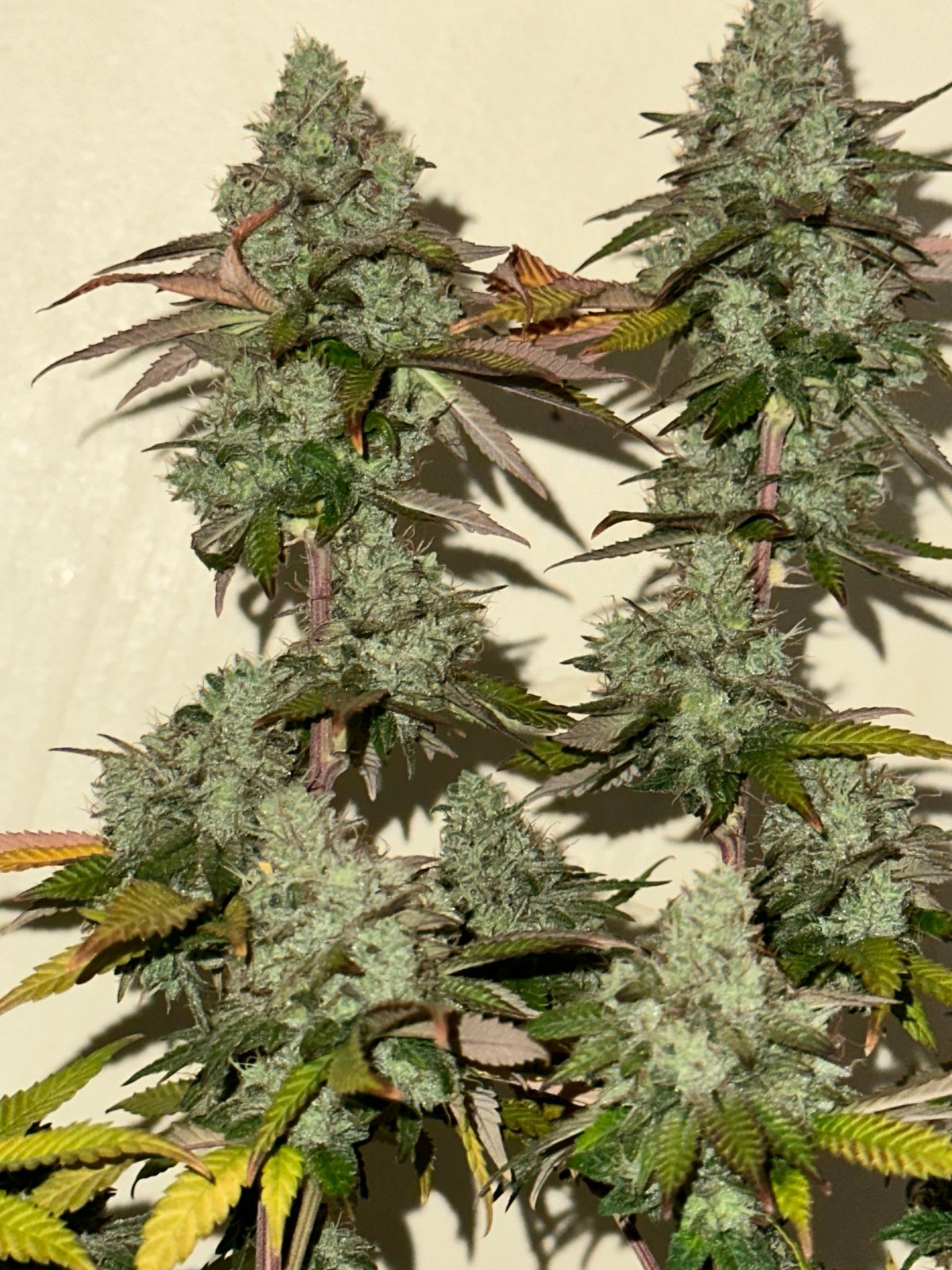 Tampa Crippy B bx2 (Pine Bomb)$16 each. During review month NO DISCOUNT applies. - DMOSG