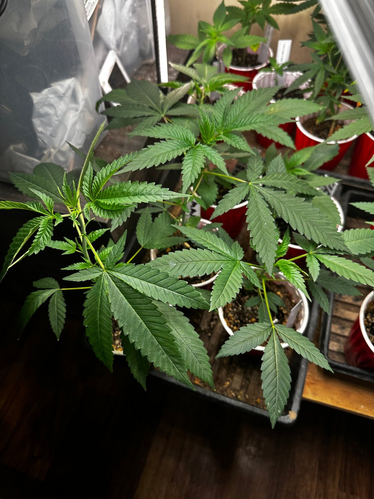 Tampa Crippy B bx2 (Pine Bomb)$16 each. During review month NO DISCOUNT applies. - DMOSG
