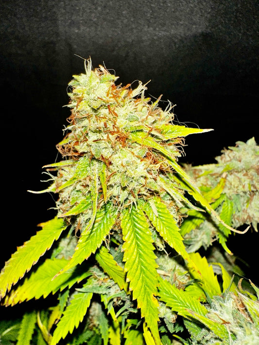 Island Crippy [808 genetics 'Corn' x Maui Wowie bag seed 17' ] $12 each (limited quantity available) during review month - DMOSG
