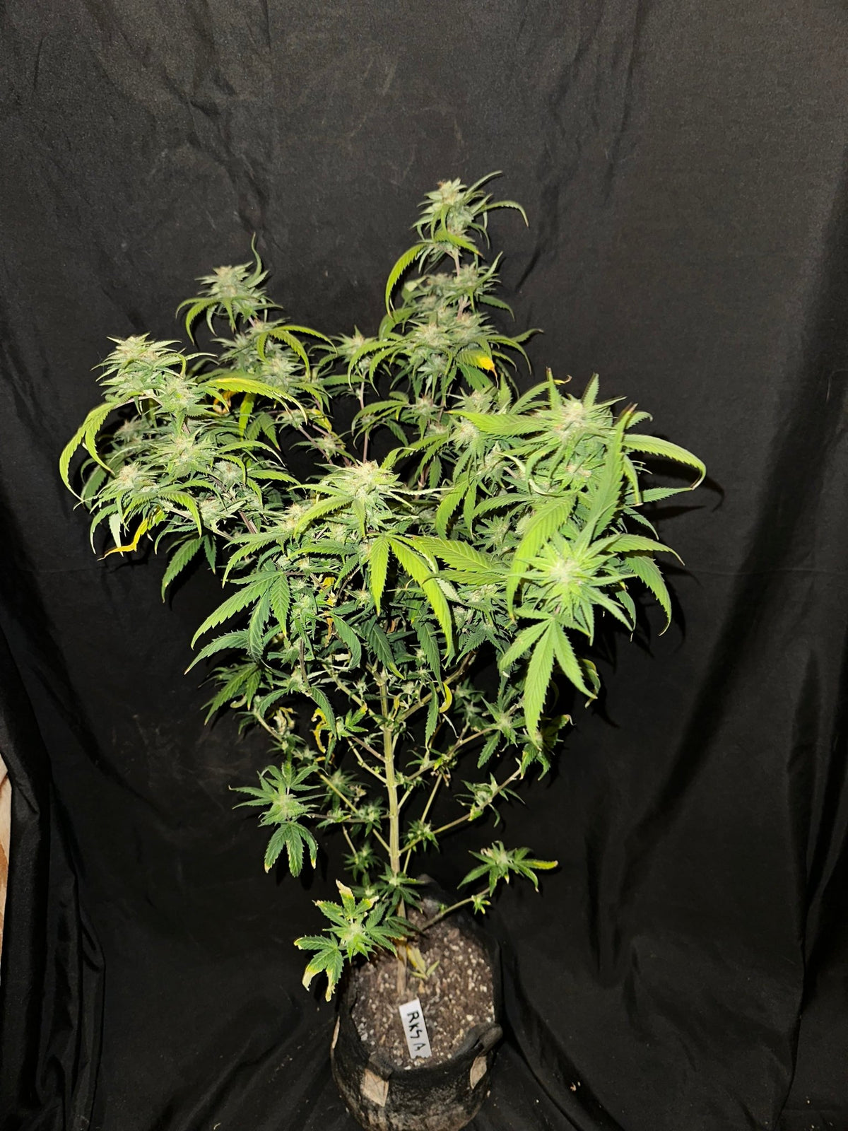 Pressure Skunk (RKS x CripXmas A2 fem) $15 each feminized seed during review month - DMOSG