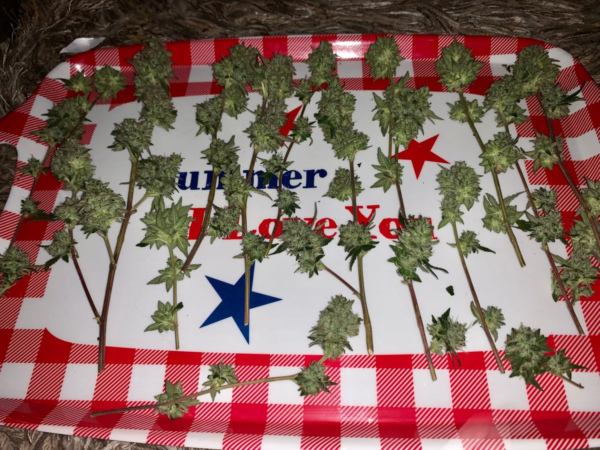 Tampa Crippy B bx2 (Pine Bomb)$16 each. During review month NO DISCOUNT applies. - DMOSG