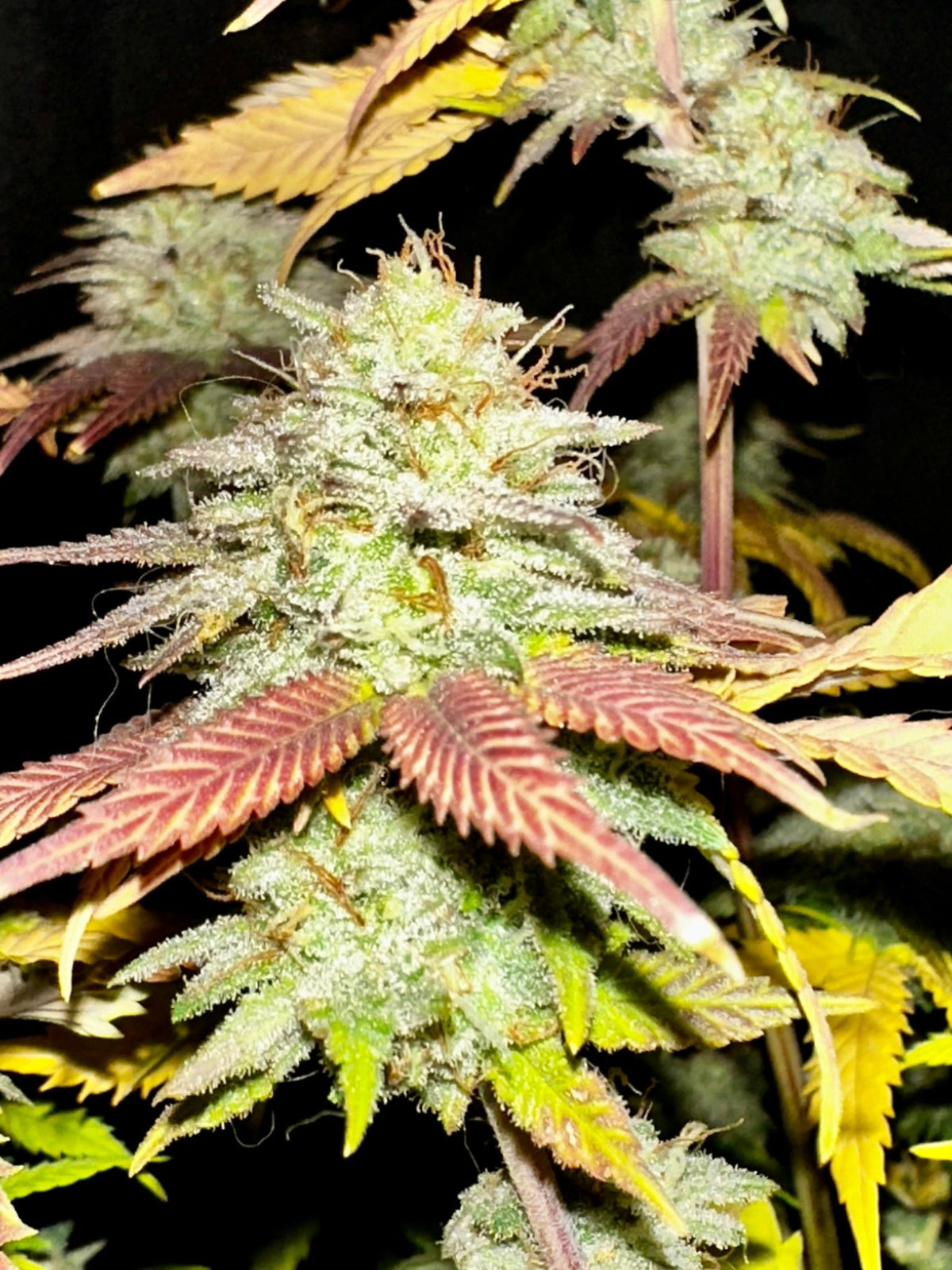 Tampa Crippy B bx2 (Pine Bomb)$16 each. During review month NO DISCOUNT applies. - DMOSG