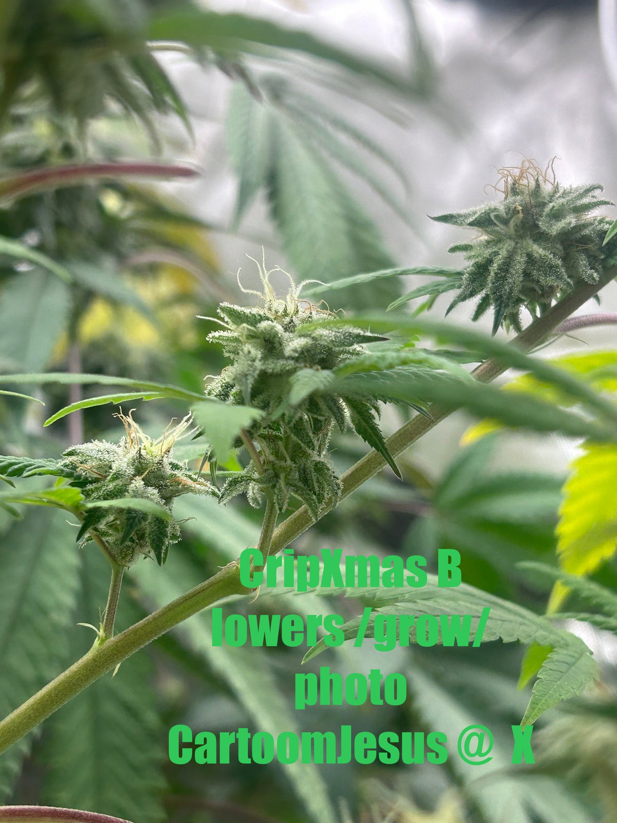 CripXmas B F4 1 reg seed(very limited availability until more are done) $20 each reg seed during review month. - DMOSG