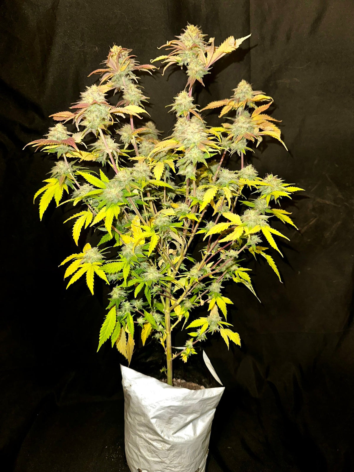 Tampa Crippy B bx2 (Pine Bomb)$16 each. During review month NO DISCOUNT applies. - DMOSG