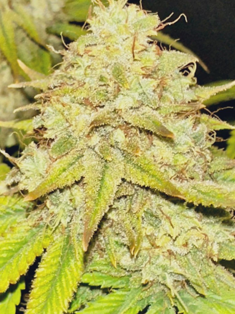 Dankmaster Crippy (CripXmas B4 x IC BX2)