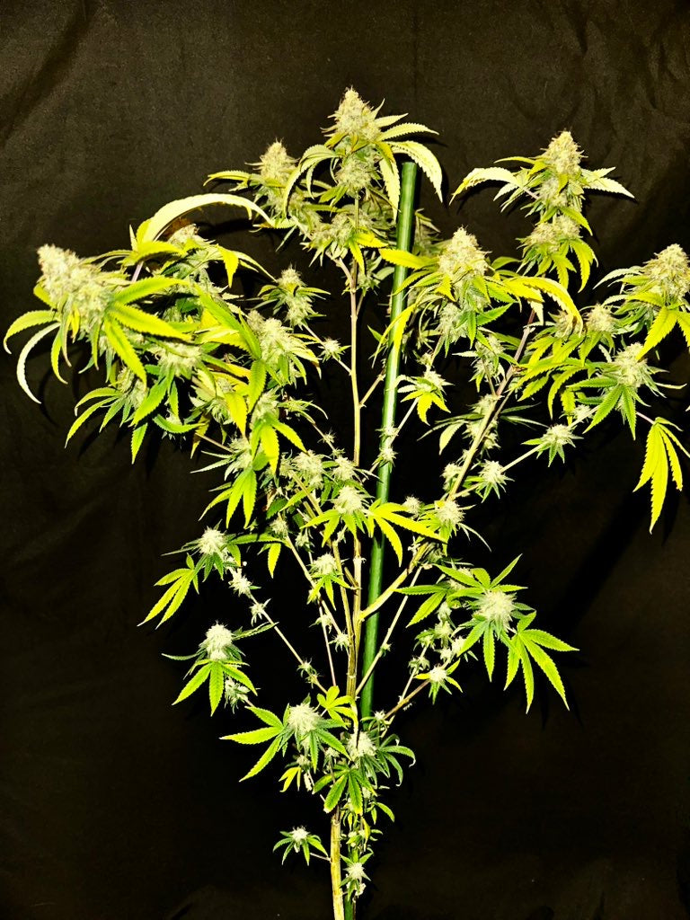Dankmaster Crippy (CripXmas B4 x IC BX2)