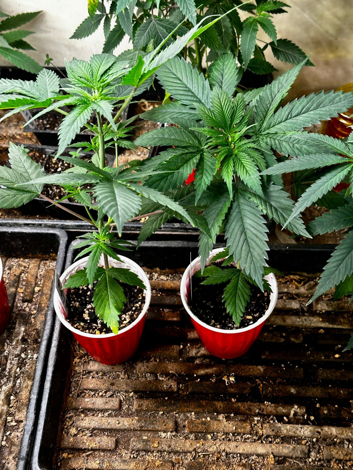 Pressure Skunk (RKS x CripXmas A2 fem) $15 each feminized seed during review month - DMOSG